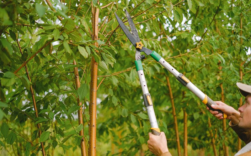 Tree trimming in Mayfield, KY